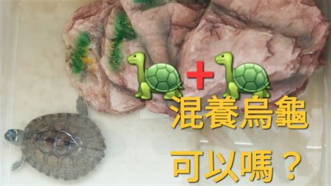 烏龜 魚 混養|什麼龜可以和魚一起養，魚龜混養的方法有哪些